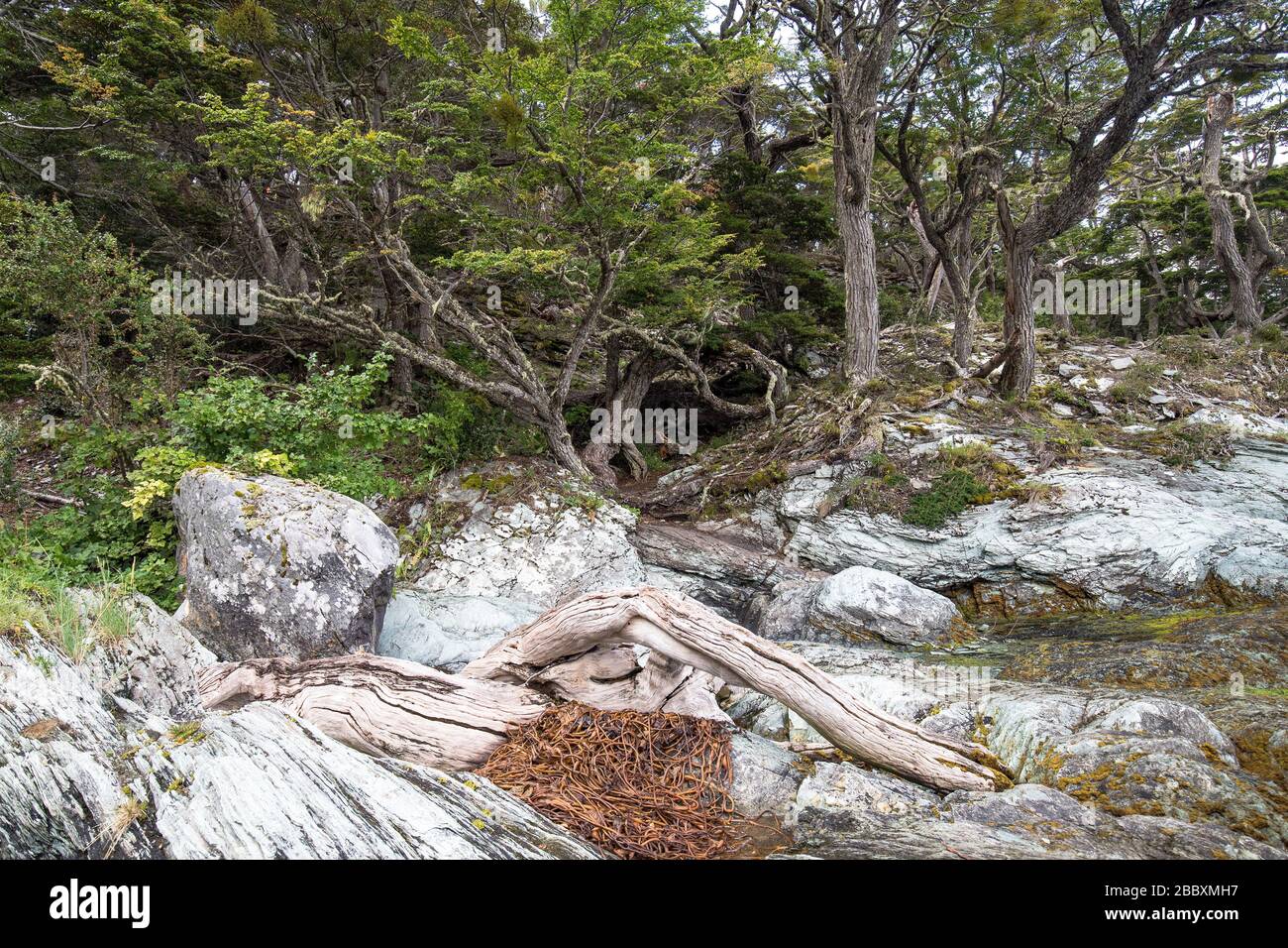 Parc national de Tierra Del Fuego et arbres du sud de la Beech Banque D'Images