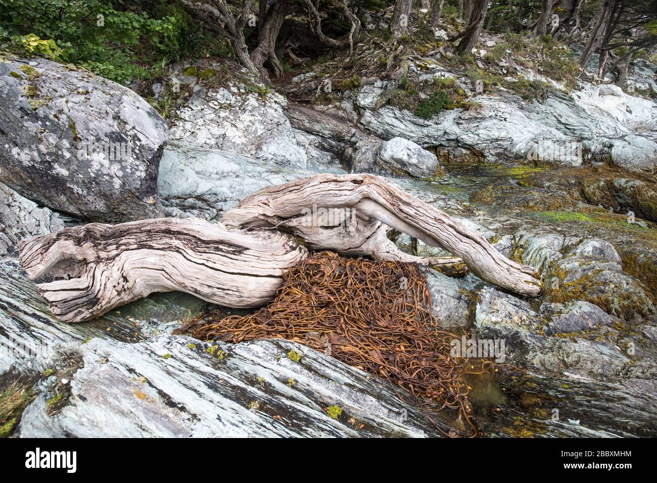 Parc national de Tierra Del Fuego et arbres du sud de la Beech Banque D'Images