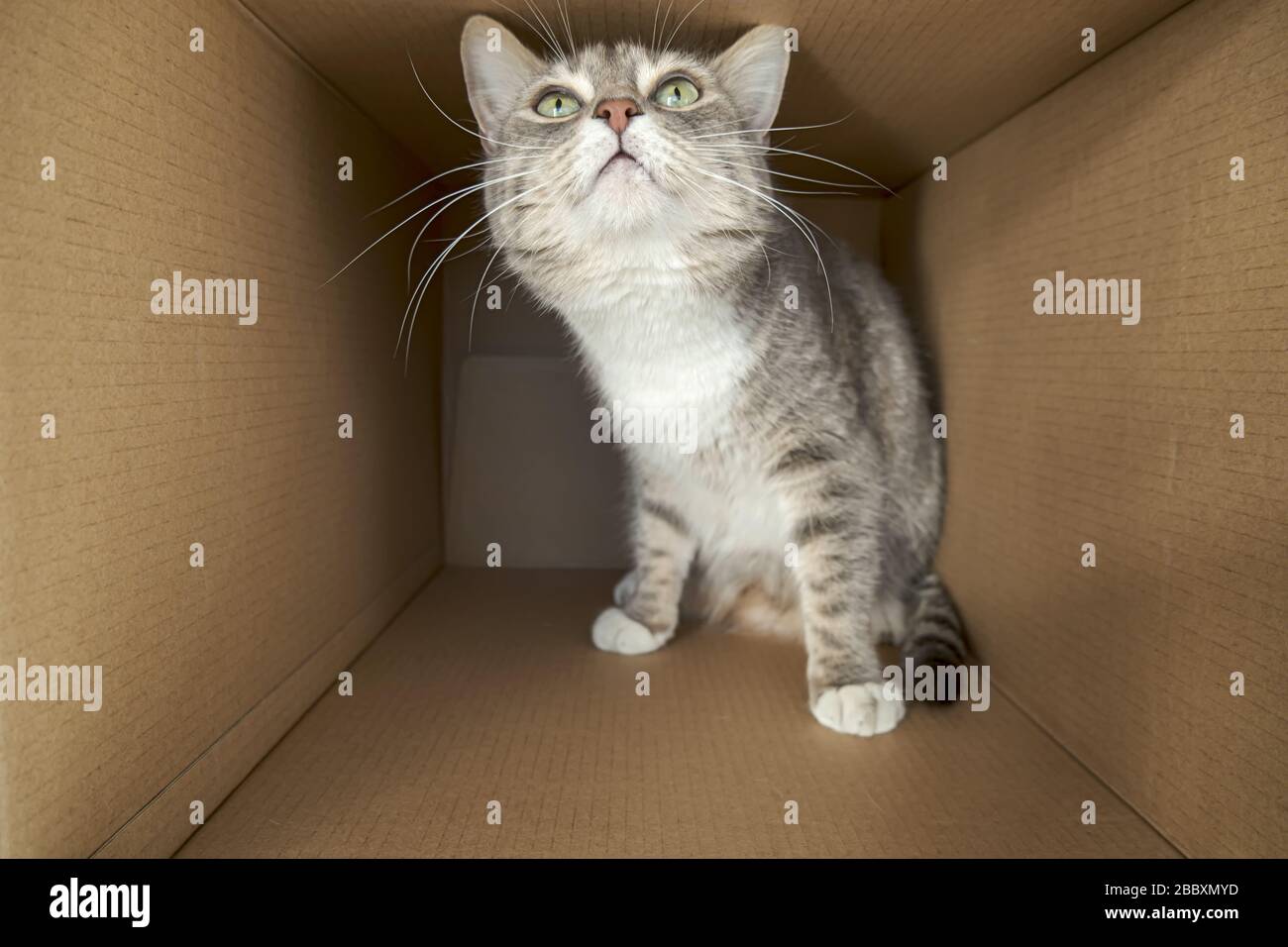 Le chat mignon et prudent est placé dans une grande boîte en carton et ressemble avec curiosité et intérêt. Banque D'Images