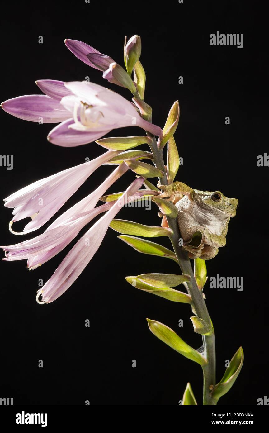 Grenouille d'arbre gris (Hyla versicolor) sur la plante florissante Hosta dans le milieu de l'ouest des Etats-Unis, par Dominique Braud/Dembinsky photo Assoc Banque D'Images