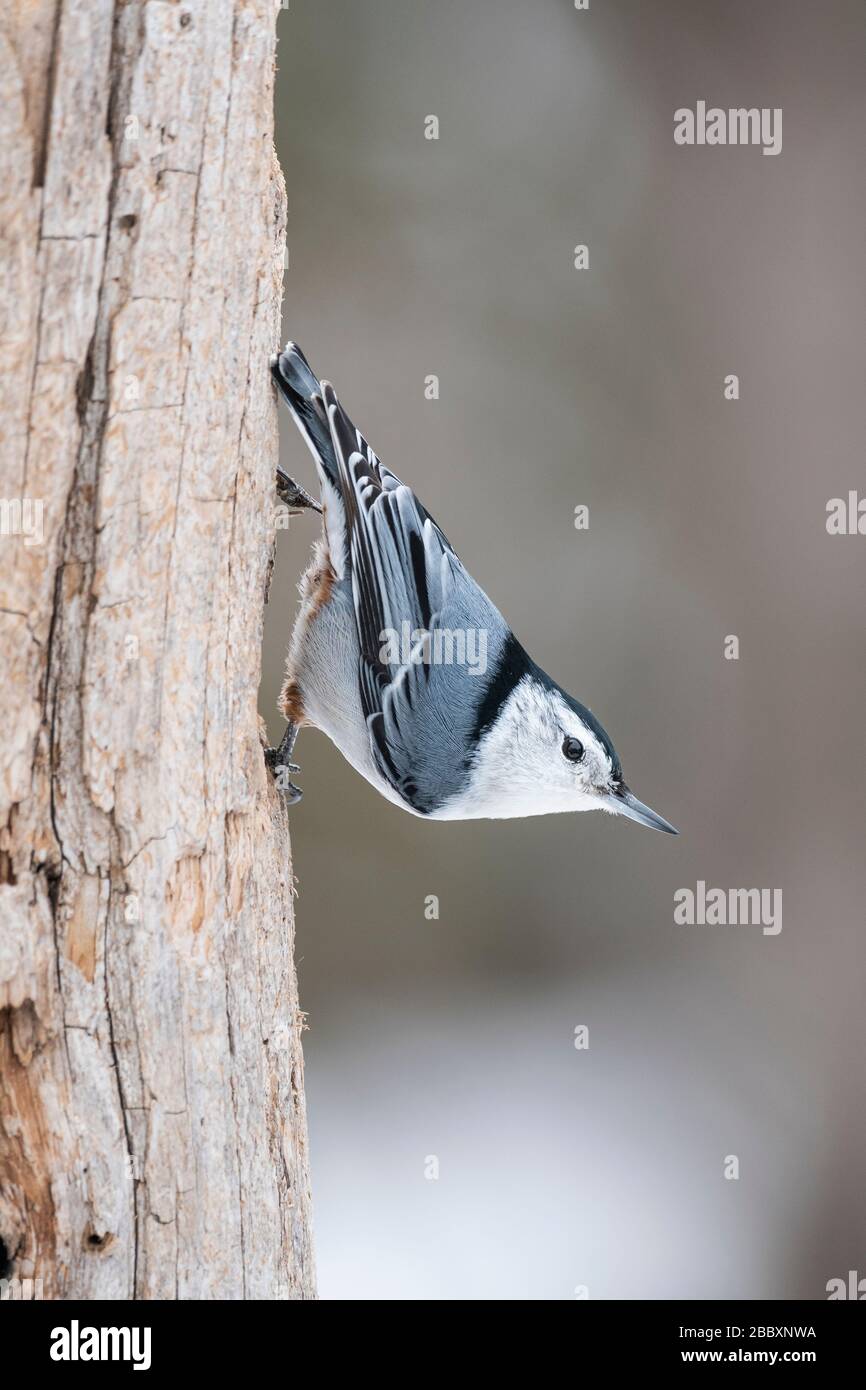 Nuance de poitrine blanche (Sitta carolinensis).Eastern USA, par Dominique Braud/Dembinsky photo Assoc Banque D'Images