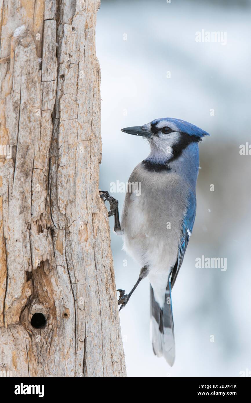 Bleu oriental Jay (Cyanocitta cristata), recherche de nourriture, hiver, E Amérique du Nord, par Dominique Braud/Dembinsky photo Assoc Banque D'Images
