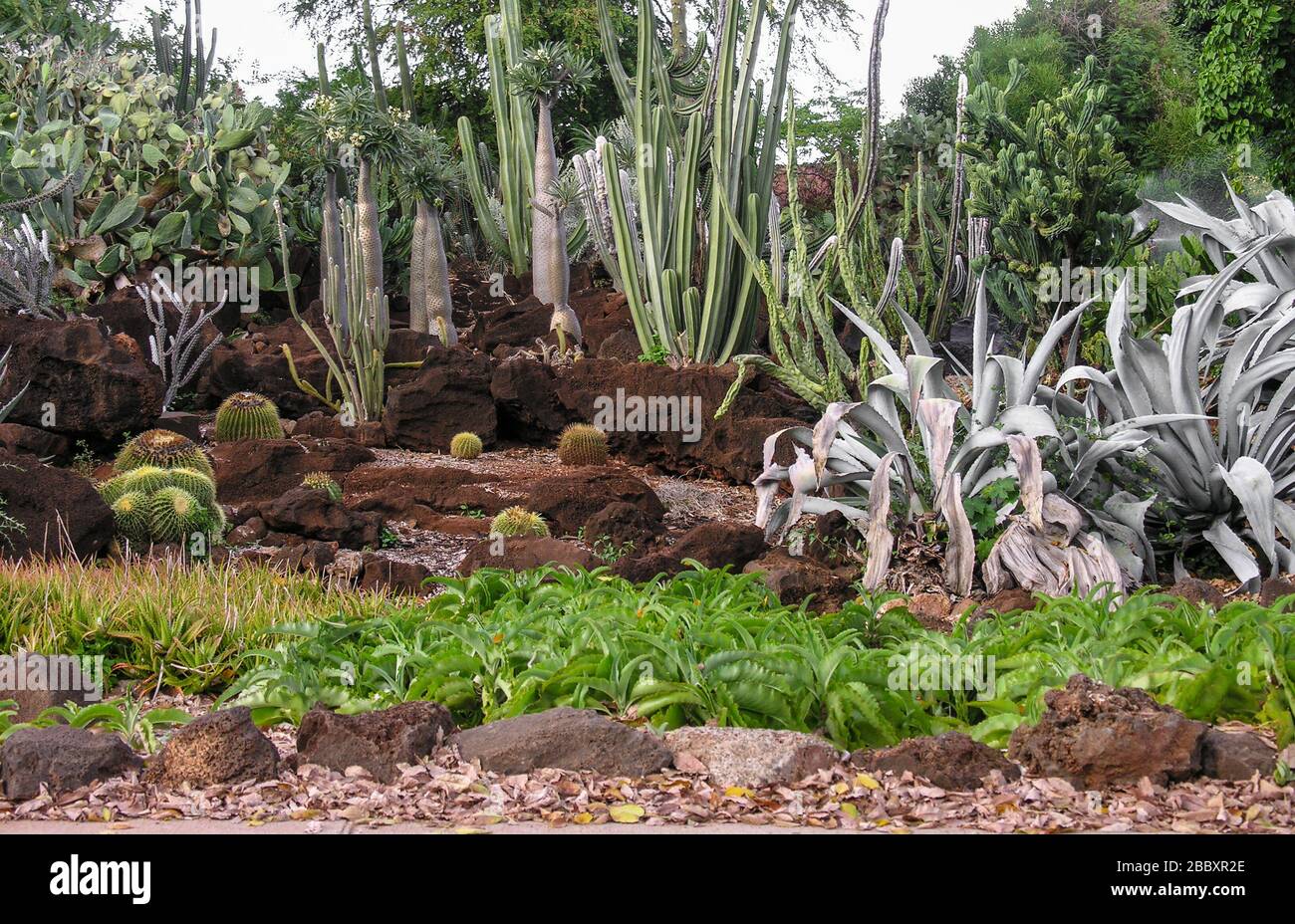 Jardin Cactus avec une variété de plantes succulentes Banque D'Images