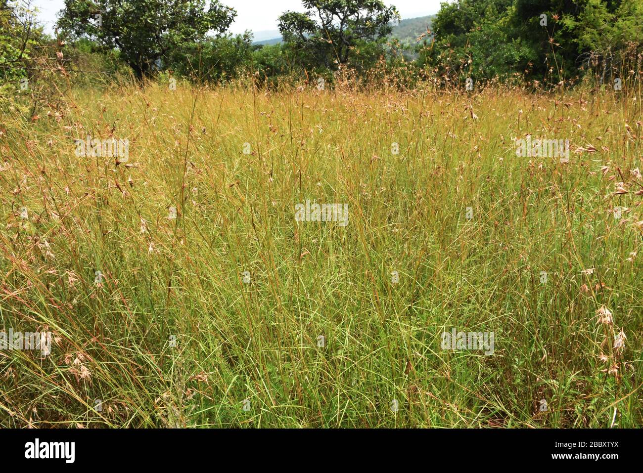 Prairie dans la forêt naturelle dans l'est du Rwanda, en Afrique de l'est Banque D'Images