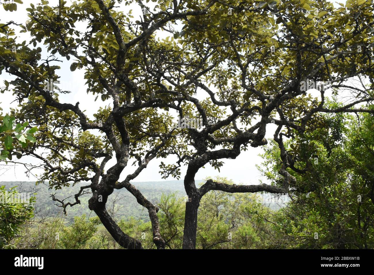 Arbre avec de nombreuses branches dans la forêt naturelle au Rwanda, en Afrique de l'est Banque D'Images