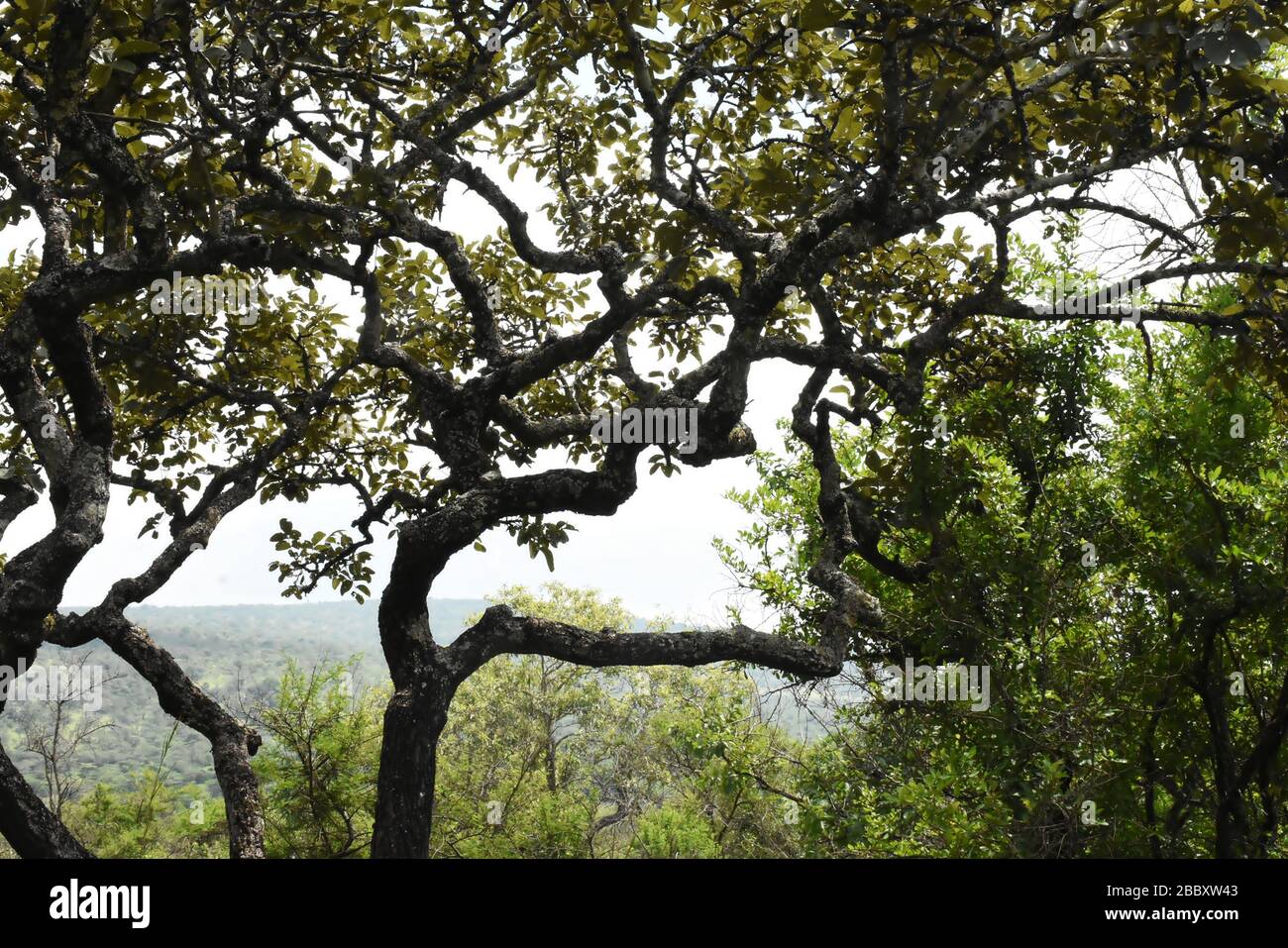 Grandes branches d'un arbre dans une forêt naturelle au Rwanda, en Afrique de l'est Banque D'Images