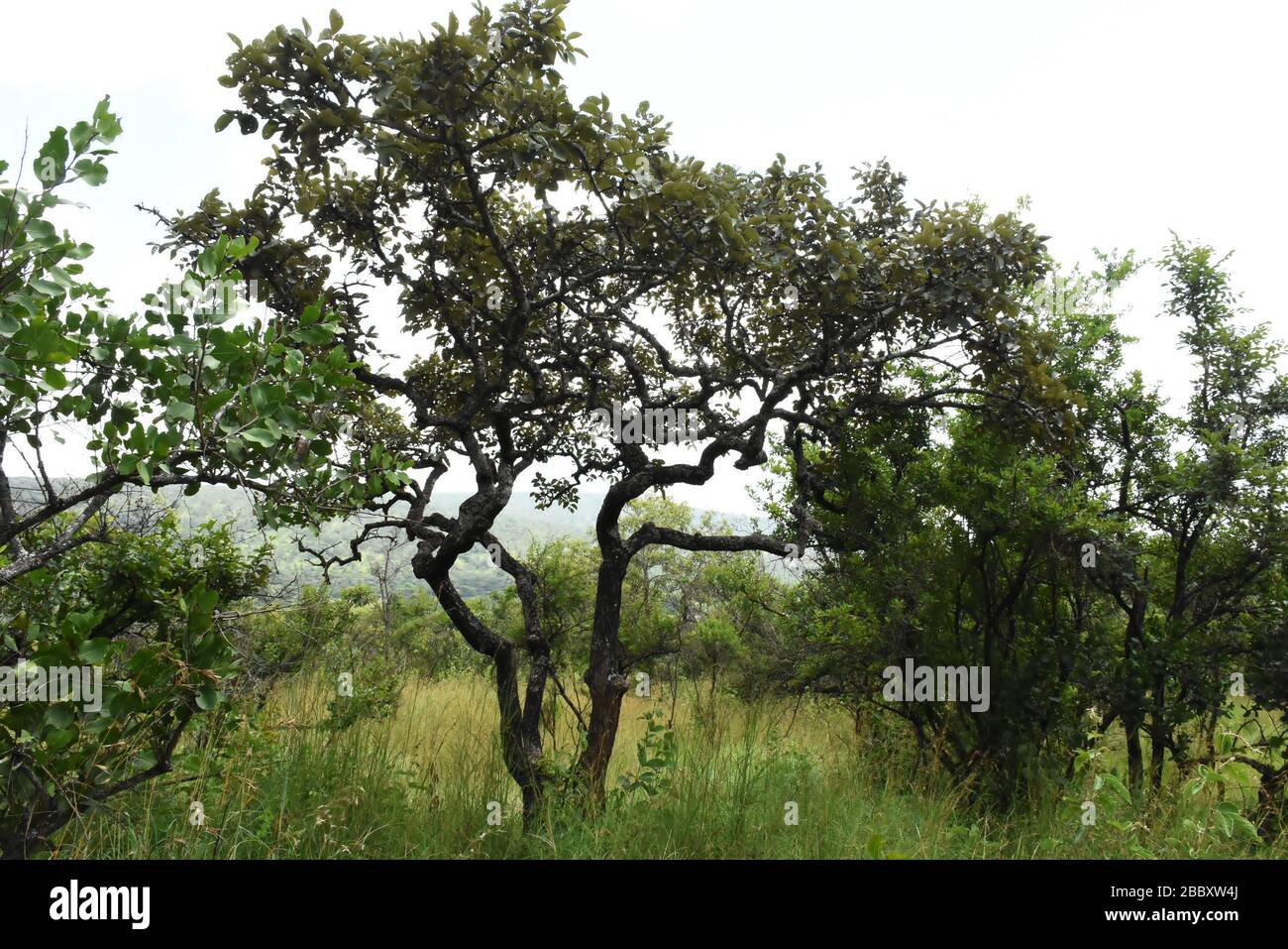 Arbre avec de nombreuses branches dans la forêt naturelle au Rwanda, en Afrique de l'est Banque D'Images