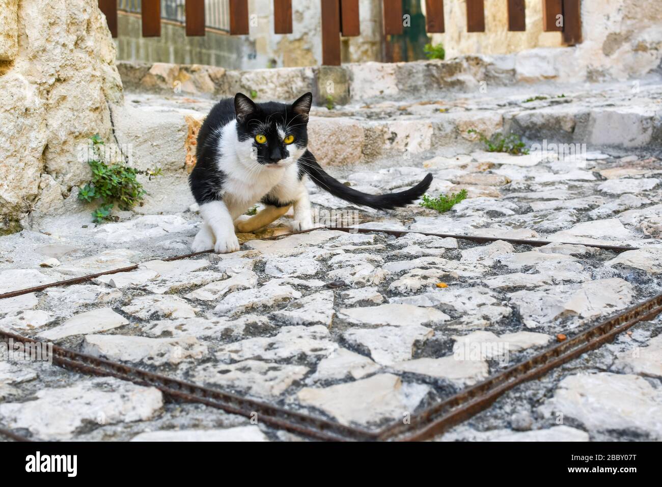 Un beau chat noir et blanc à poil court avec des yeux jaunes dans l'ancienne région de sassi de Matera Italie. Banque D'Images