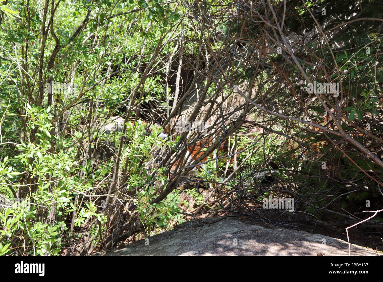 Arbres penchant dans une forêt Banque D'Images