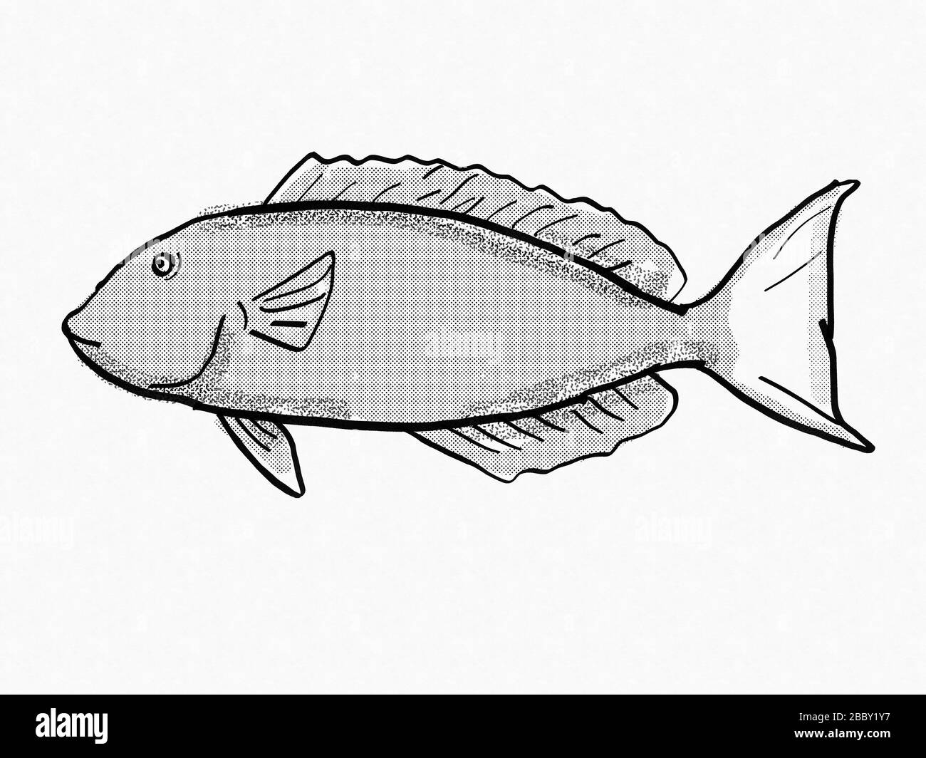 Dessin rétro de style dessin animé d'un parropoisson Yellowtail, une épave et des espèces de poissons de vie marine de récif de Floride et du golfe du Mexique vue de côté fait Banque D'Images