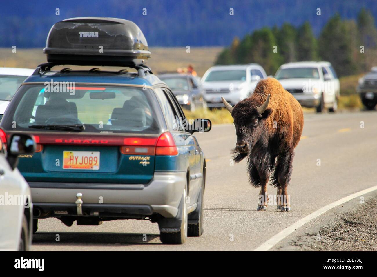 Bison bloquant le trafic dans le parc national de Yellowstone, Wyoming, États-Unis Banque D'Images