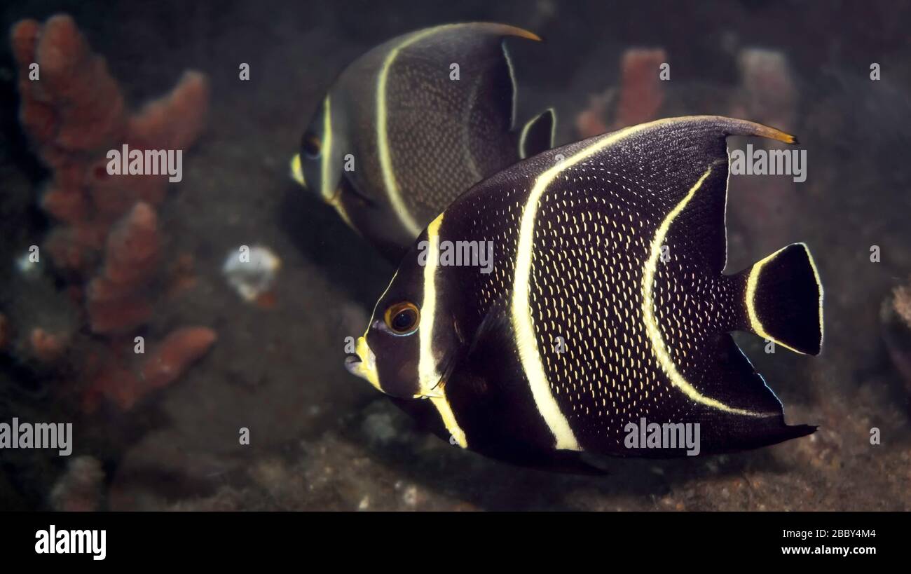 Poisson-angelfish français intermédiaire (Pomacanthus paru) entre les stades juvénile et adulte, Palm Beach, Floride, États-Unis, Océan Atlantique, couleur Banque D'Images