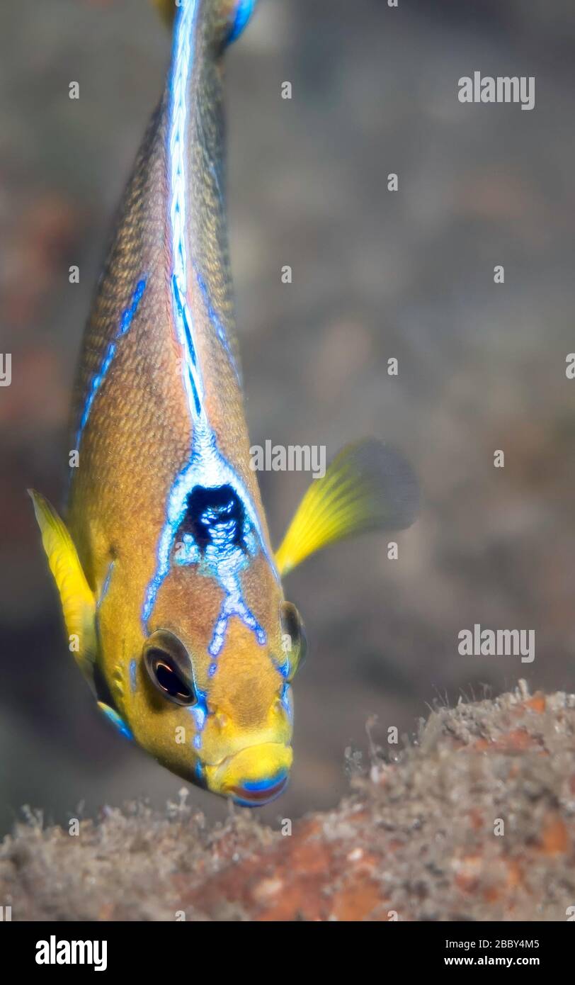 Jeunes hybrides bleu x queen angelfish: Animal rare dans son habitat naturel, Riviera Beach, Floride, États-Unis, Amérique du Nord, Océan Atlantique, couleur Banque D'Images