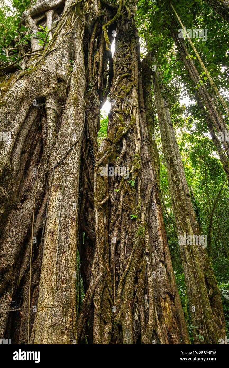 Grand arbre à la figure de Strangler (Ficus costaricana) au Refuge de la faune de Curi Cancha à Monteverde, Costa Rica. Banque D'Images