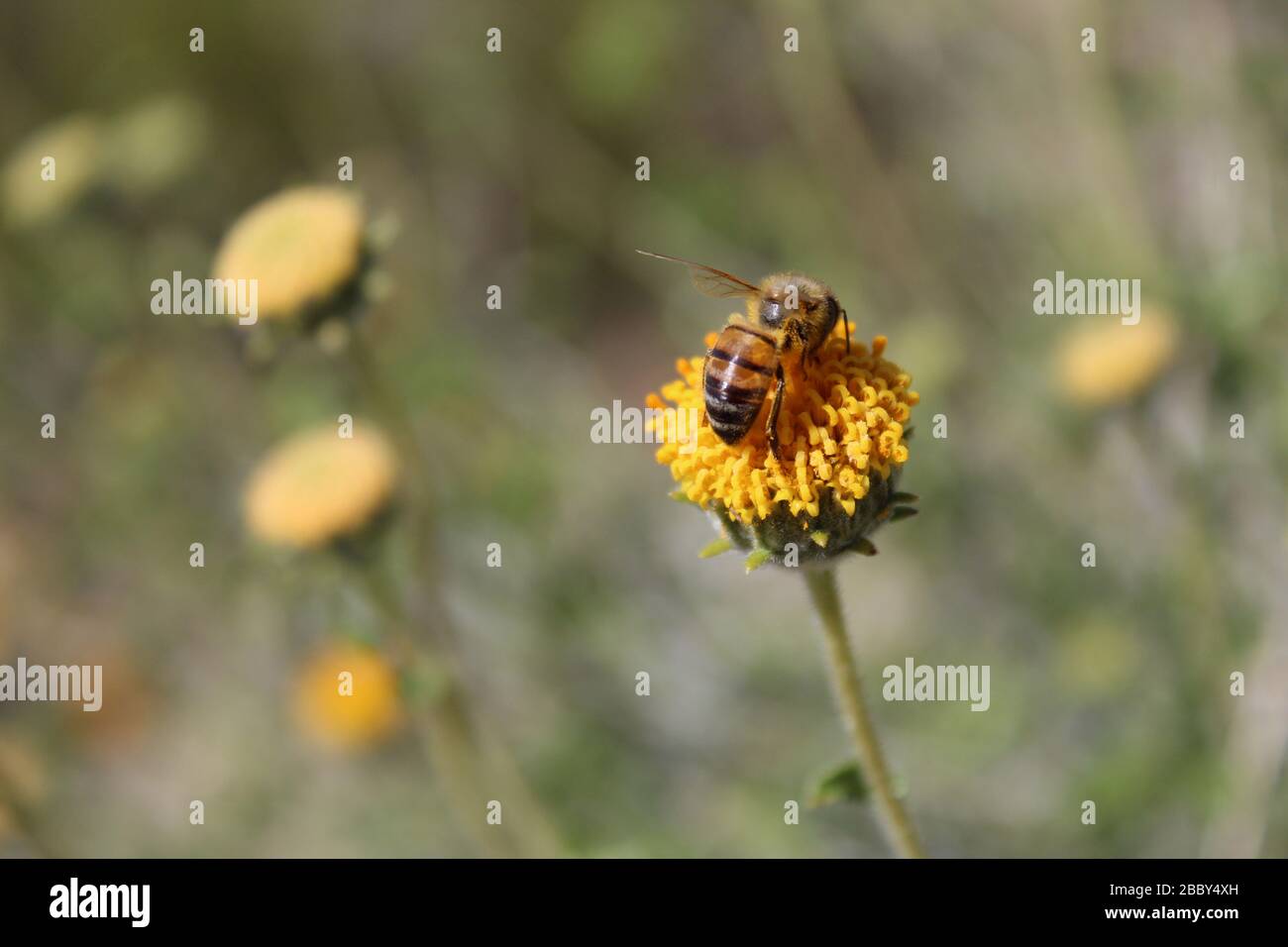 La périphérie de Twentynine Palms offre un habitat à cette plante indigène du désert de Mojave, Rayless Brittlebush, Encelia frutescens. Banque D'Images