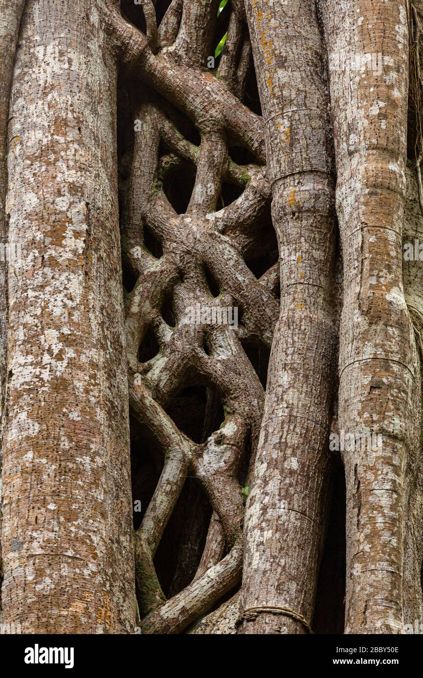Arbre de la Fig Strangler (Ficus costaricana) au Refuge de la faune de Curi Cancha à Monteverde, Costa Rica. Banque D'Images