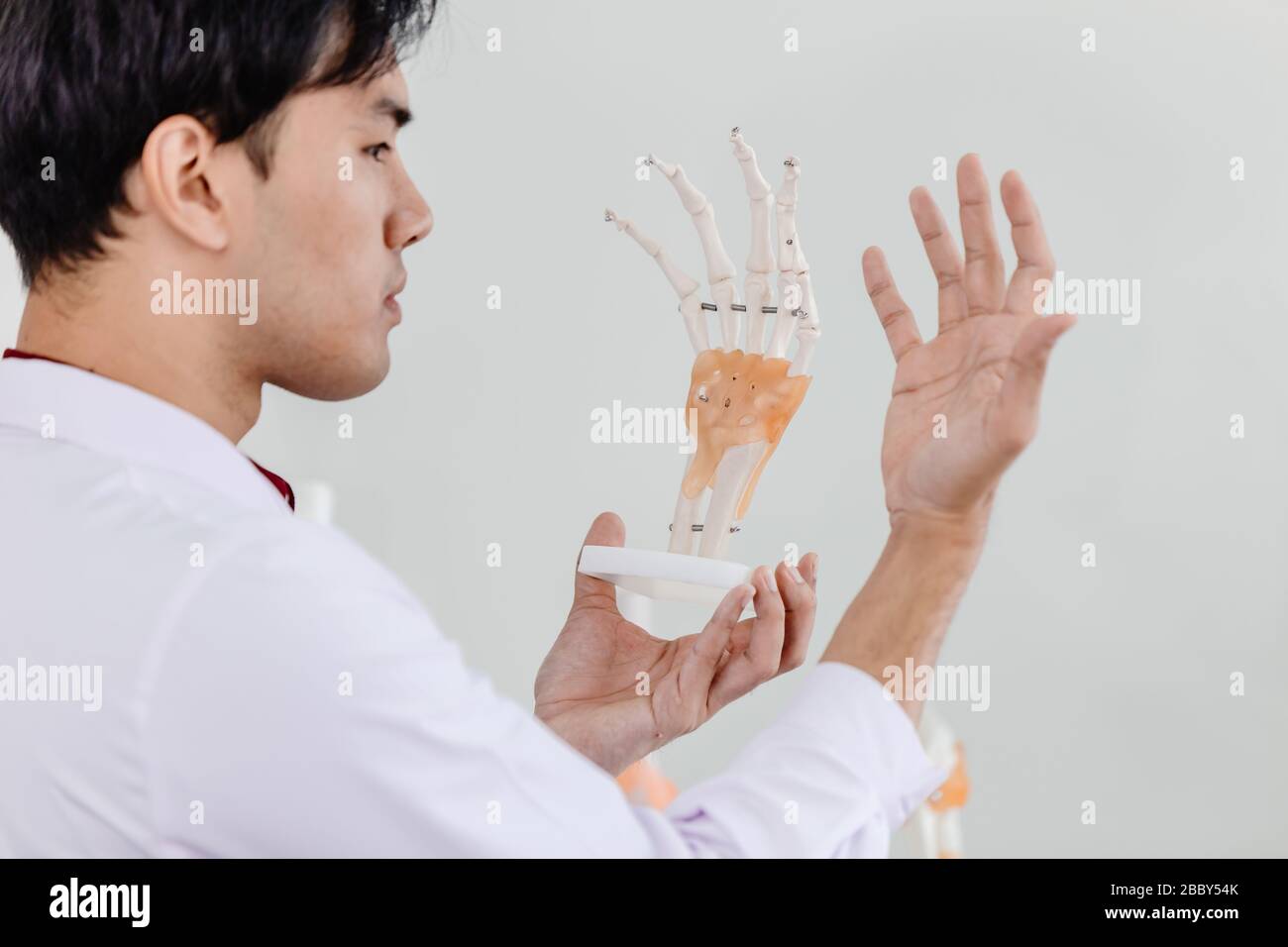 Médecin physique regardant la paume comparer avec le modèle pour comprendre l'anatomie du système musculaire de la main tendons ligaments. Banque D'Images