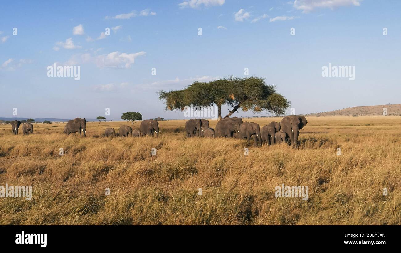 vue large d'un troupeau d'éléphants approchant au serengeti Banque D'Images