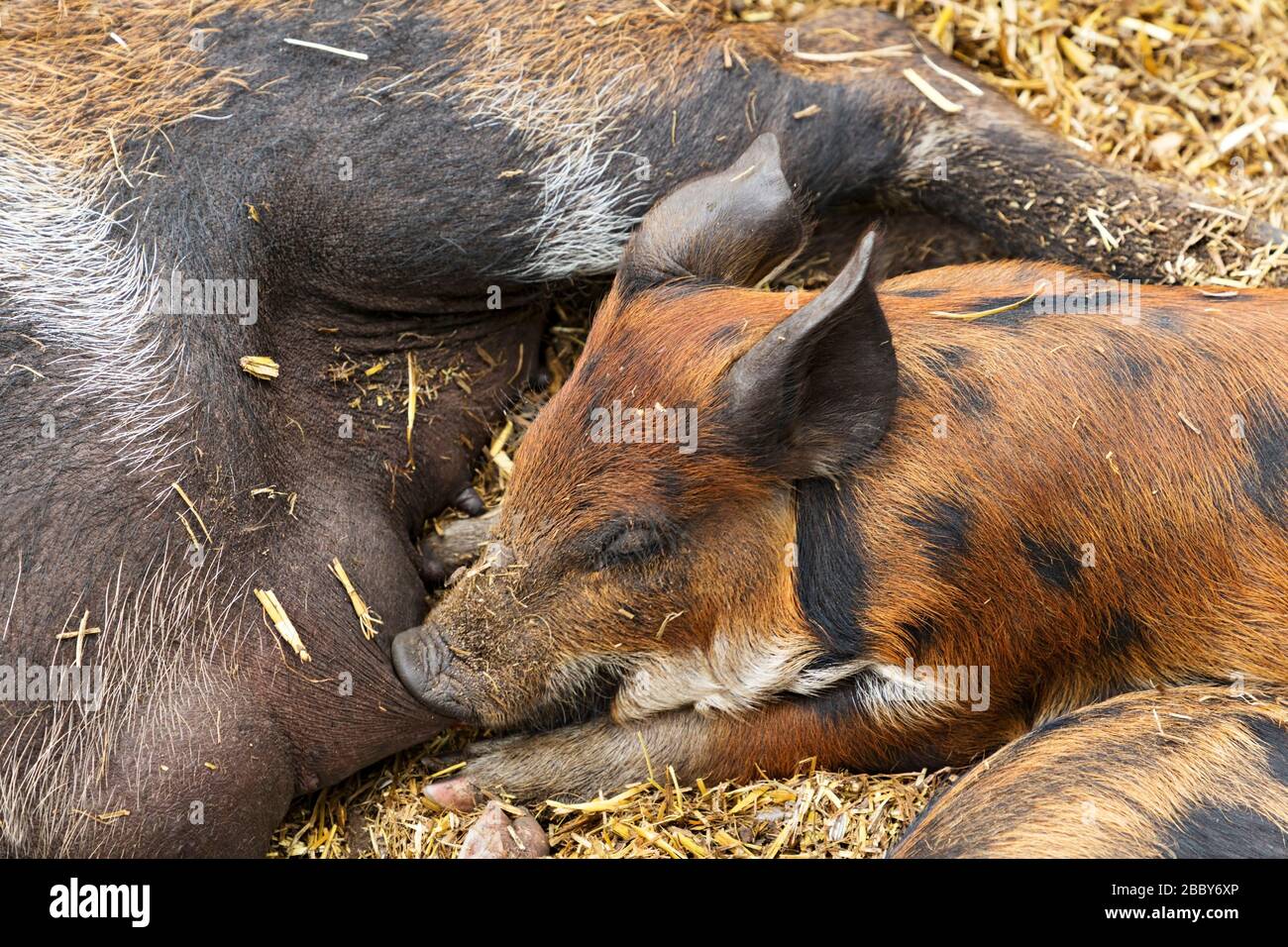 Mammifères / UN porcelet d'alimentation de porc à Halls Gap Zoo, Victoria Australie. Le zoo de Halls Gap est le plus grand zoo régional et couvre une superficie de 53 acres Banque D'Images