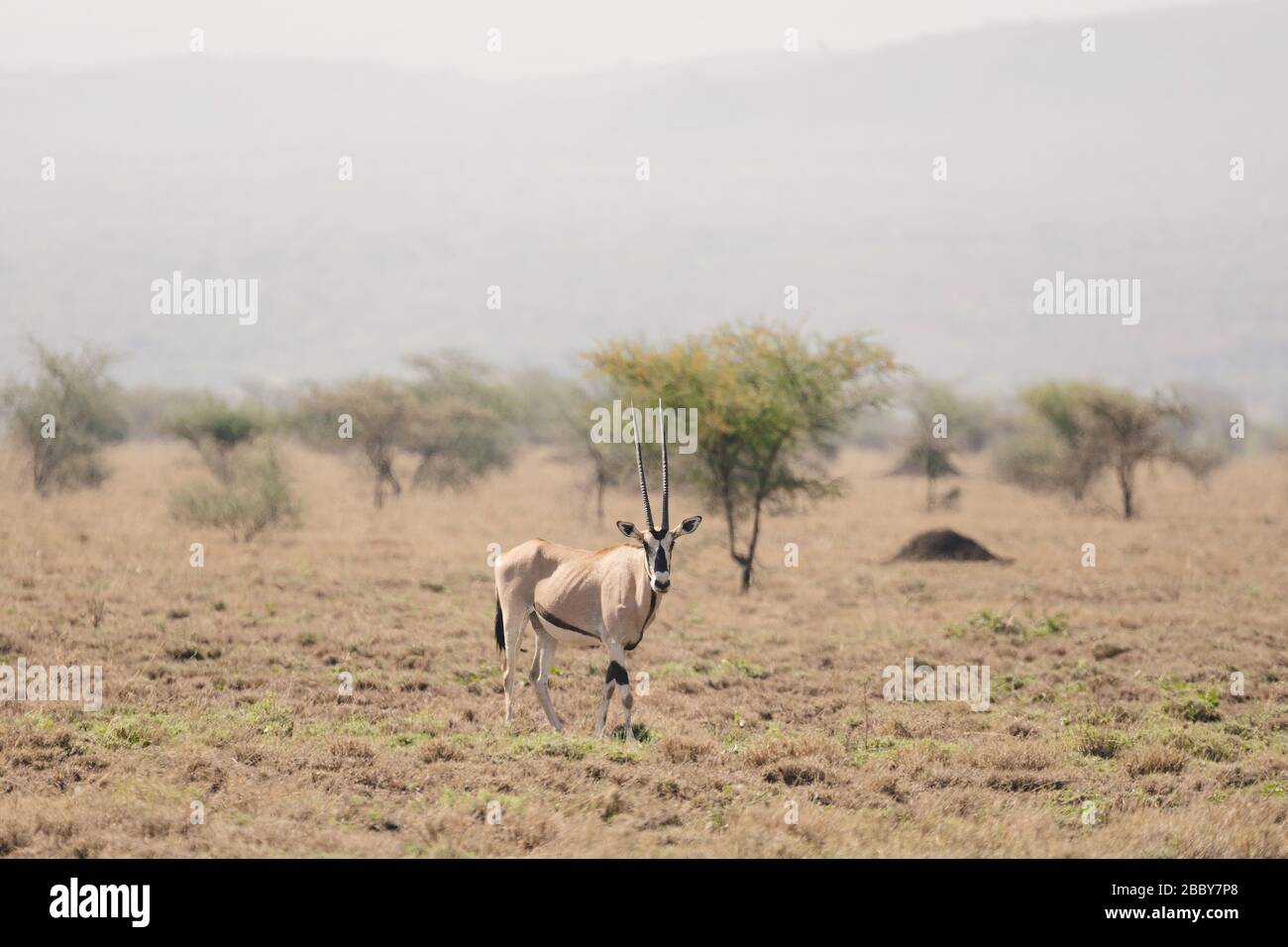 Oryx d'Afrique de l'est, Oryx beisa ou Beisa, antilope dans le parc national d'Awash en Ethiopie. Banque D'Images