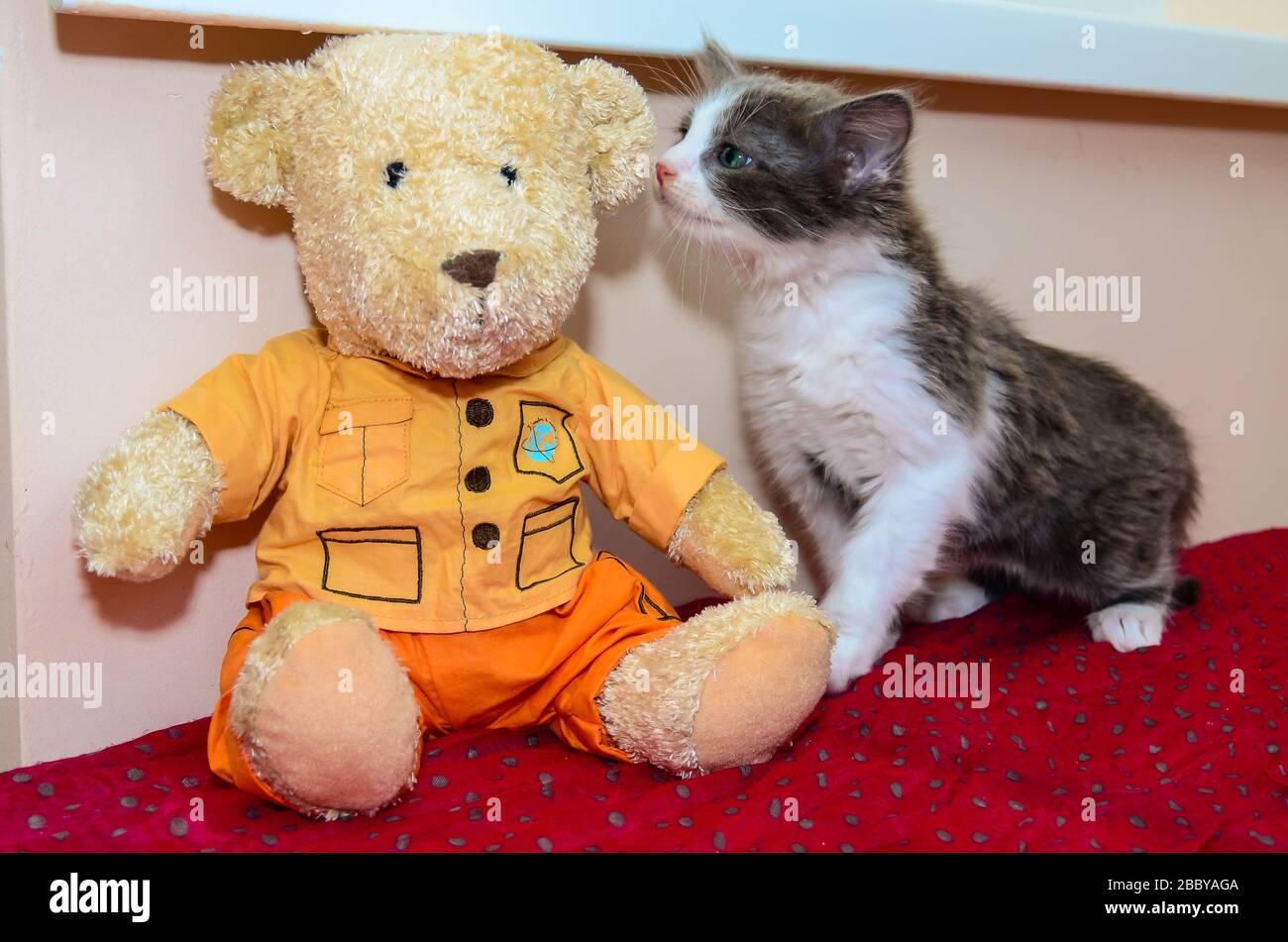 chaton et ours en peluche sur une couverture rouge Banque D'Images