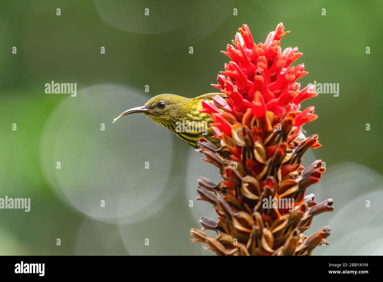 Sunbird à bande bleue - Arachnothera hypogrammica, beau petit sunbird des forêts et des boisés d'Asie de l'est, Mutiara Taman Negara, Malaisie. Banque D'Images