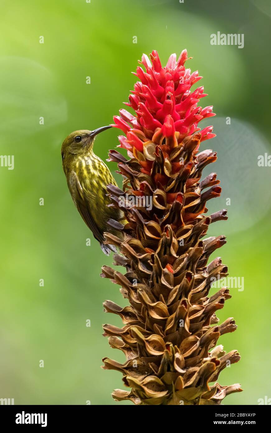Sunbird à bande bleue - Arachnothera hypogrammica, beau petit sunbird des forêts et des boisés d'Asie de l'est, Mutiara Taman Negara, Malaisie. Banque D'Images Sunbird à bande bleue - Arachnothera hypogrammica, beau petit sunbird des forêts et des boisés d'Asie de l'est, Mutiara Taman Negara, Malaisie. Banque D'Images