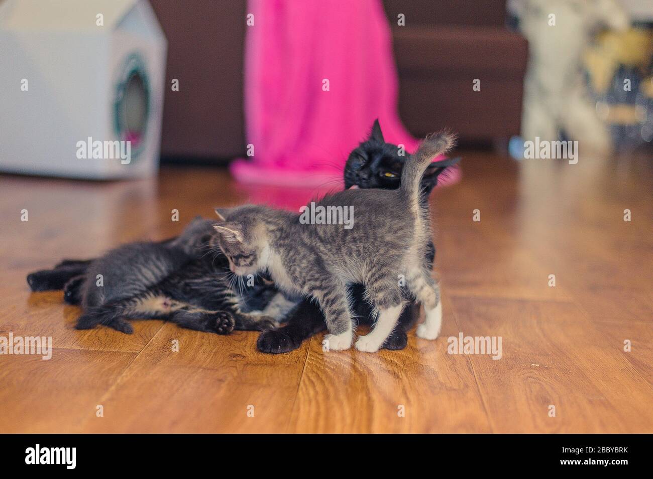 chat noir avec chatons sur un parquet dans la chambre Banque D'Images