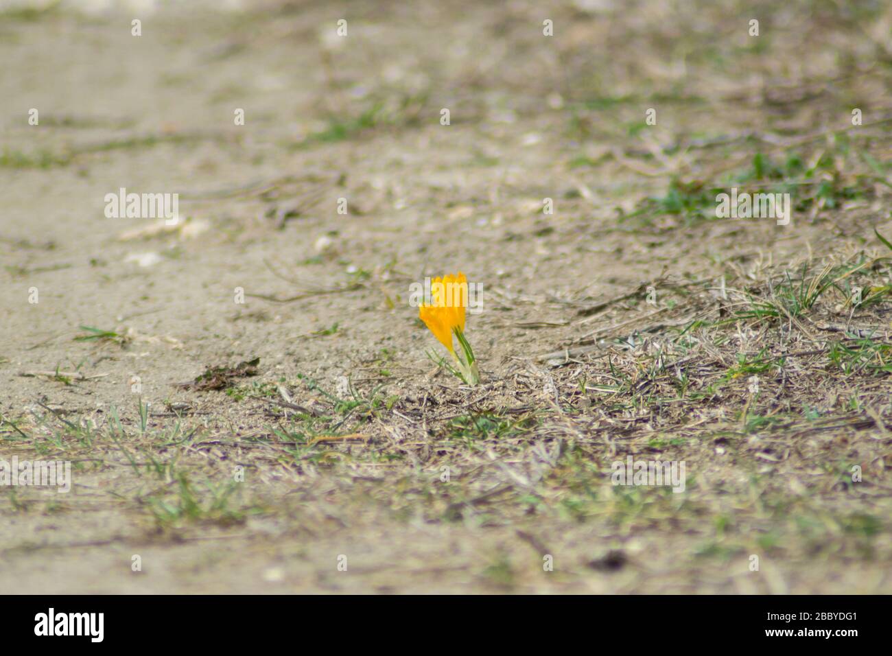 Fleur de fleur sauvage de crocus orange dans un champ, concept de nature, l'une des premières fleurs florales, plante printanière précoce, Crocus angustifolius Banque D'Images