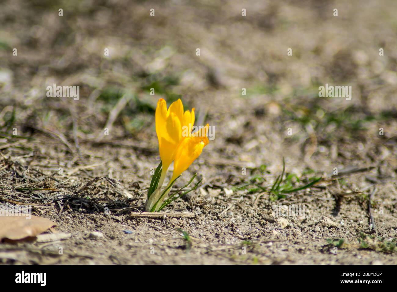 Fleur de fleur sauvage de crocus orange dans un champ, concept de nature, l'une des premières fleurs florales, plante printanière précoce, Crocus angustifolius Banque D'Images