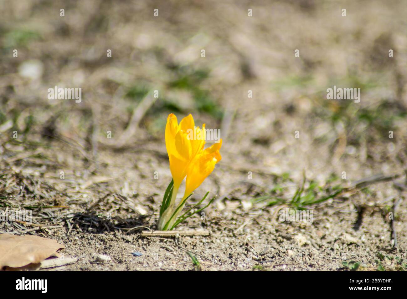 Fleur de fleur sauvage de crocus orange dans un champ, concept de nature, l'une des premières fleurs florales, plante printanière précoce, Crocus angustifolius Banque D'Images