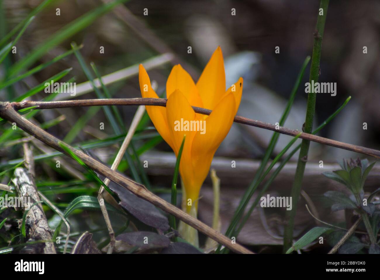 Fleur de fleur sauvage de crocus orange dans un champ, concept de nature, l'une des premières fleurs florales, plante printanière précoce, Crocus angustifolius Banque D'Images