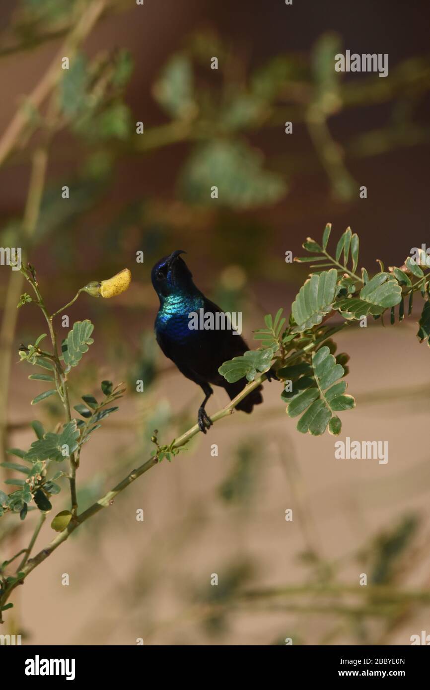 Palestine sunbird prêtant des fleurs dans le désert en Jordanie. Banque D'Images