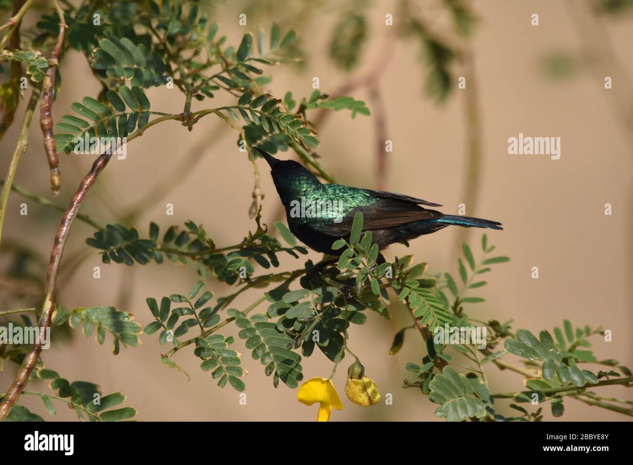 Palestine sunbird prêtant des fleurs dans le désert en Jordanie. Banque D'Images