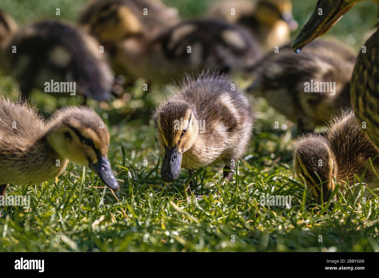 mignons canards Banque D'Images