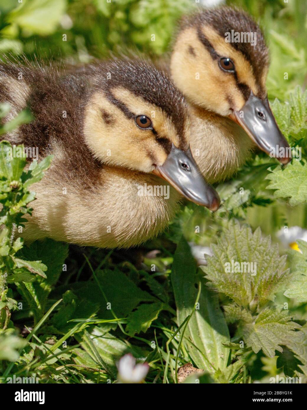mignons canards Banque D'Images
