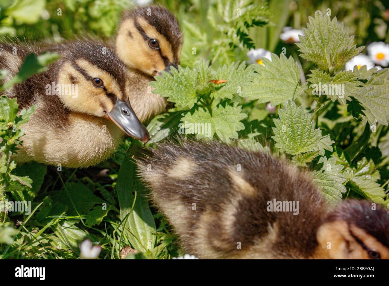 mignons canards Banque D'Images