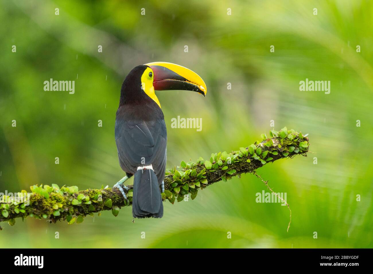 gros portrait d'un toucan facturé à la quille au Costa Rica Banque D'Images