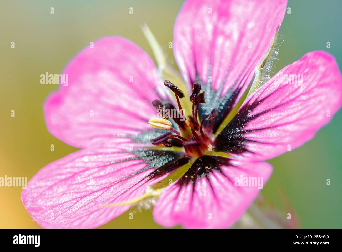 tête de fleur de géraniums rose durci au soleil Banque D'Images