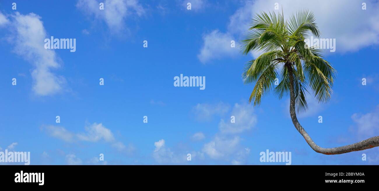 Palmier tropical et ciel bleu avec nuages blancs en arrière-plan, scène naturelle, Polynésie française, Océanie Banque D'Images