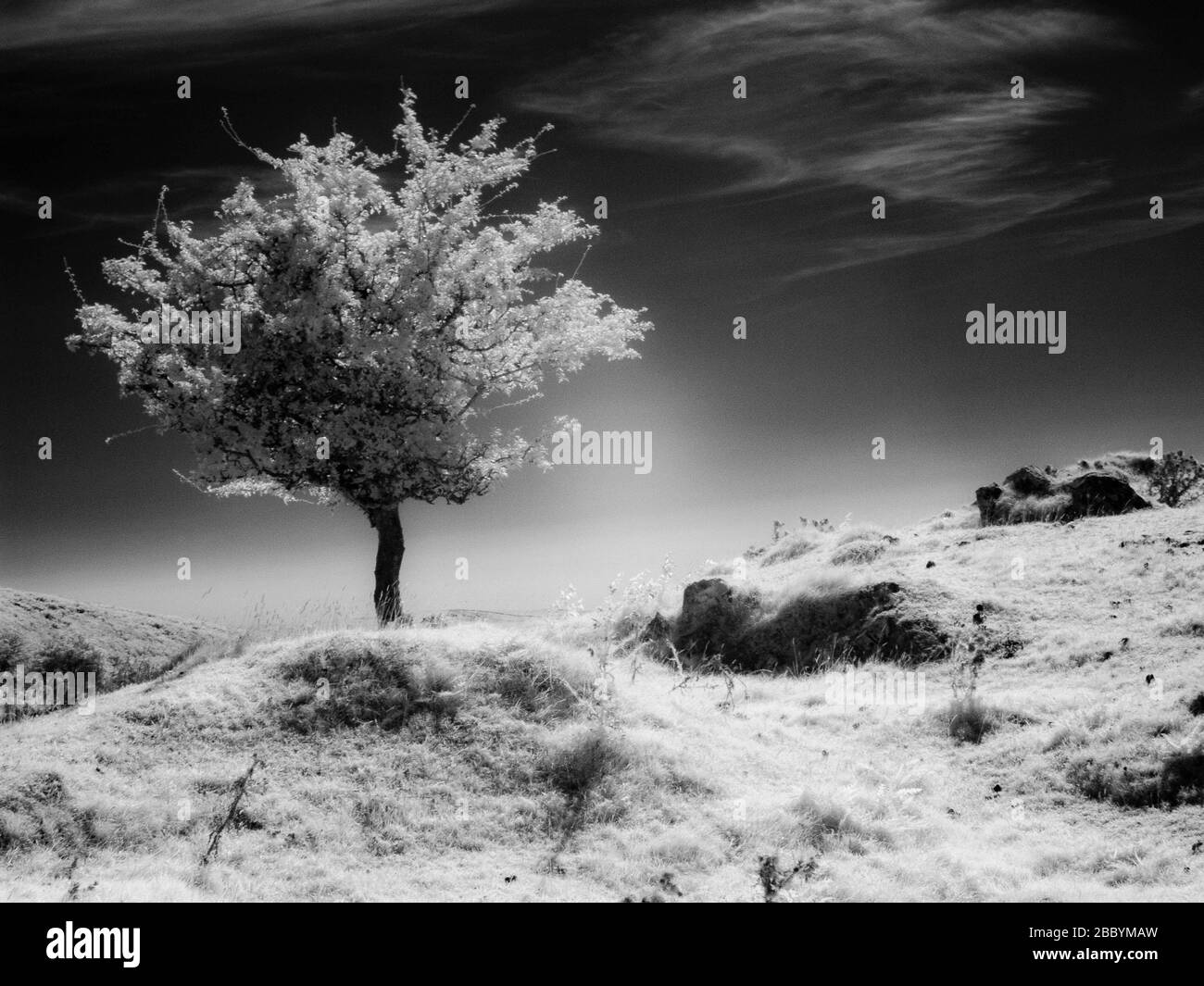 Image infrarouge monochrome d'un arbre d'aubépine Banque D'Images Image infrarouge monochrome d'un arbre d'aubépine Banque D'Images