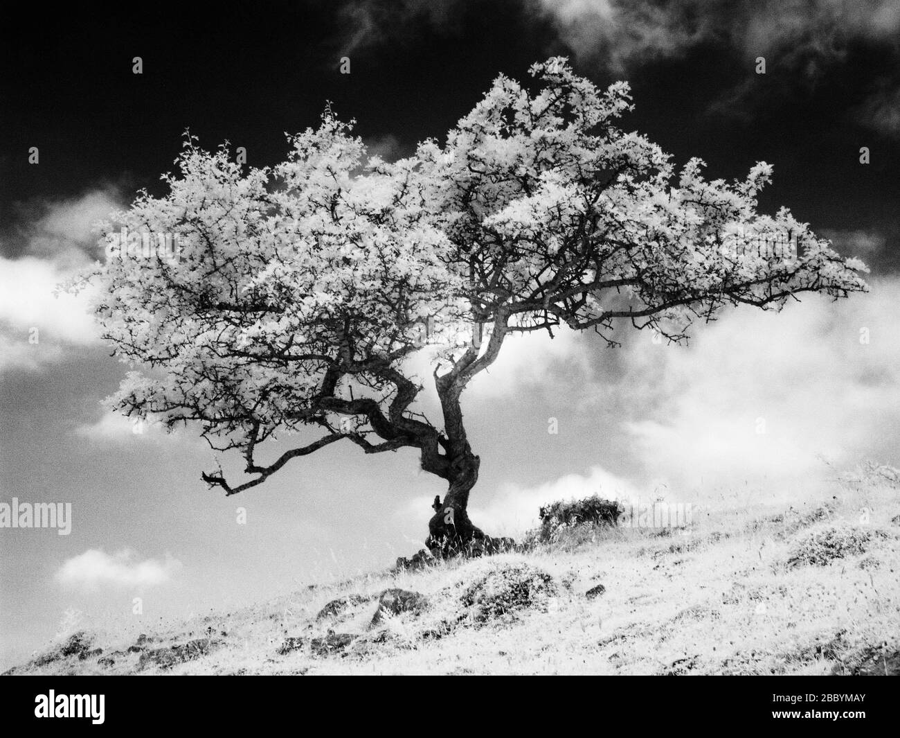 Image infrarouge monochrome d'un arbre d'aubépine Banque D'Images Image infrarouge monochrome d'un arbre d'aubépine Banque D'Images