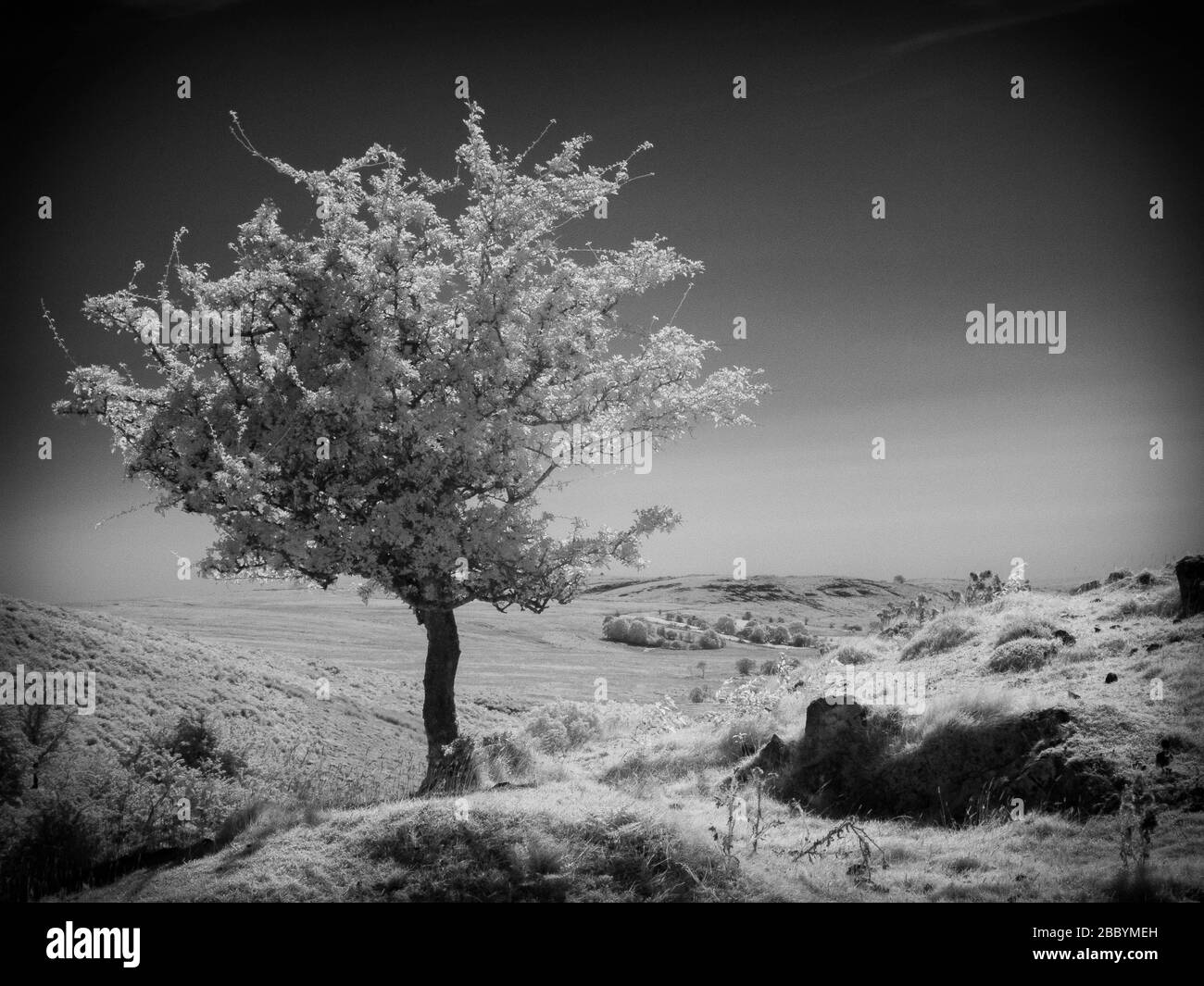 Image infrarouge monochrome d'un arbre d'aubépine Banque D'Images Image infrarouge monochrome d'un arbre d'aubépine Banque D'Images
