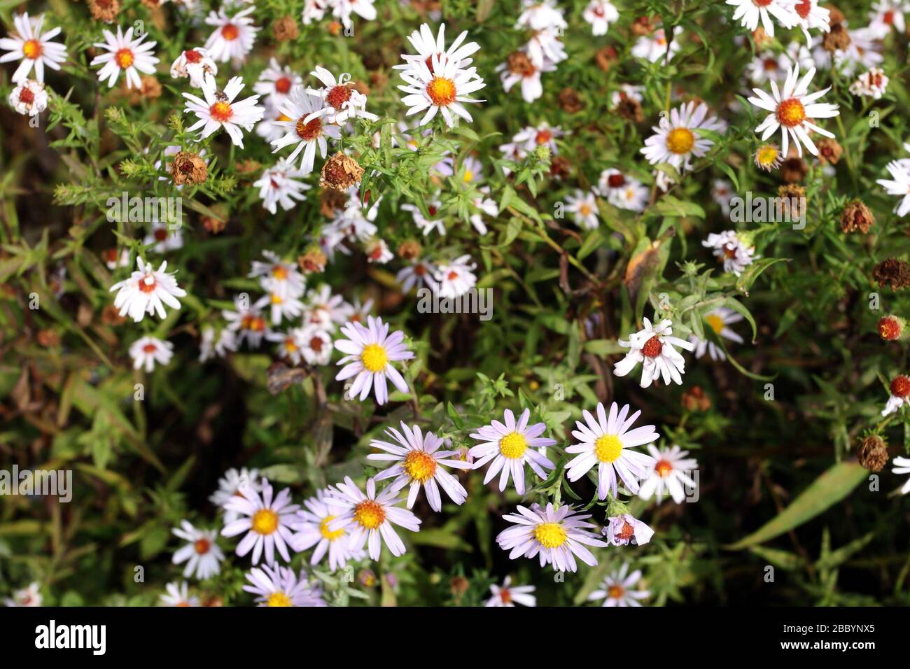 Fleurs sauvages. Parc national de la forêt de Hainault, Redbridge Banque D'Images