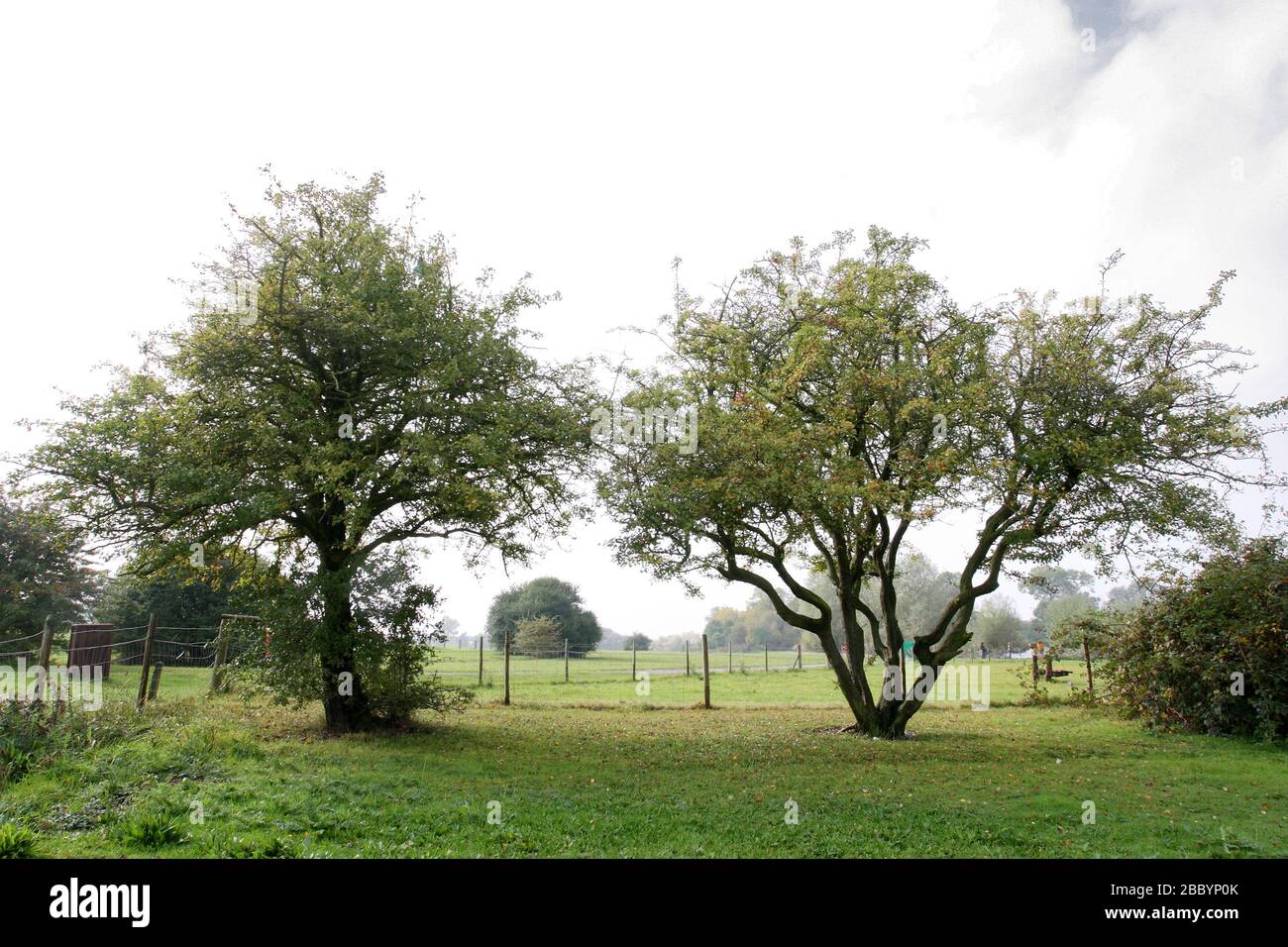 Arbres dans le parc. Parc national de la forêt de Hainault, Redbridge Banque D'Images