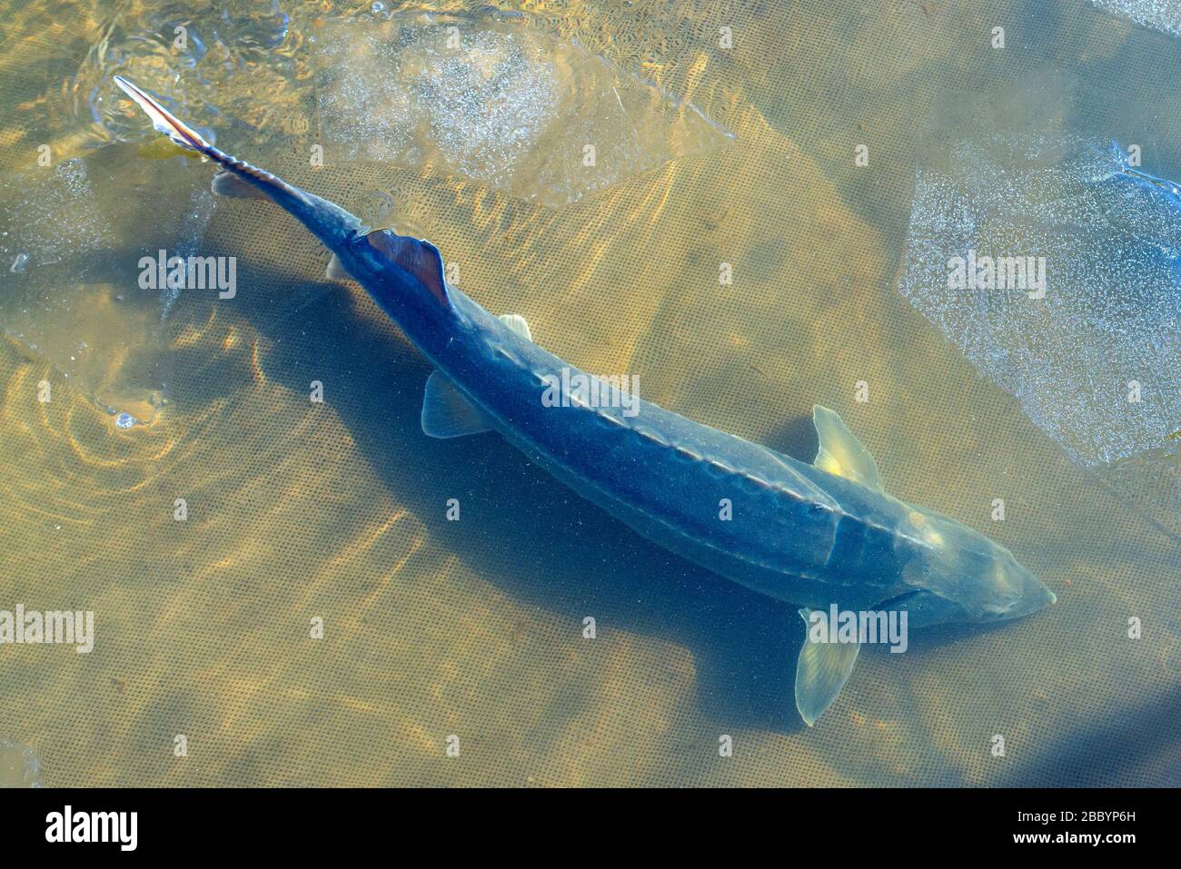 Le gros poisson de l'esturgeon dans l'eau de la rivière. Ce poisson est une source de caviar et de chair savoureuse. Banque D'Images