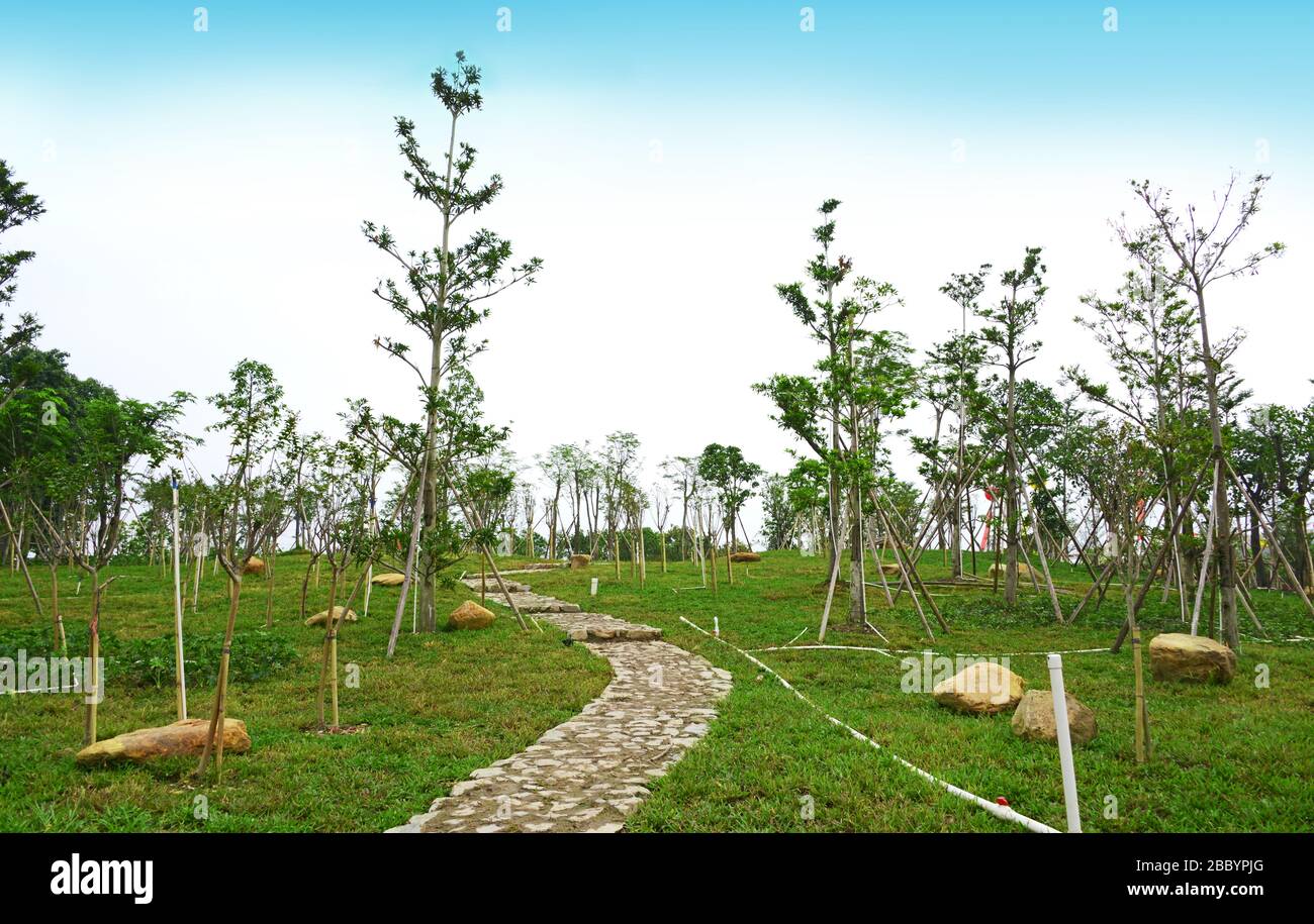 Arbres nouvellement plantés dans le parc.arbres nouvellement plantés avec des pelouses vertes chemin de pierre dans le parc, Zhongshan, Guangdong, Chine. Design de paysage de jardin. Banque D'Images