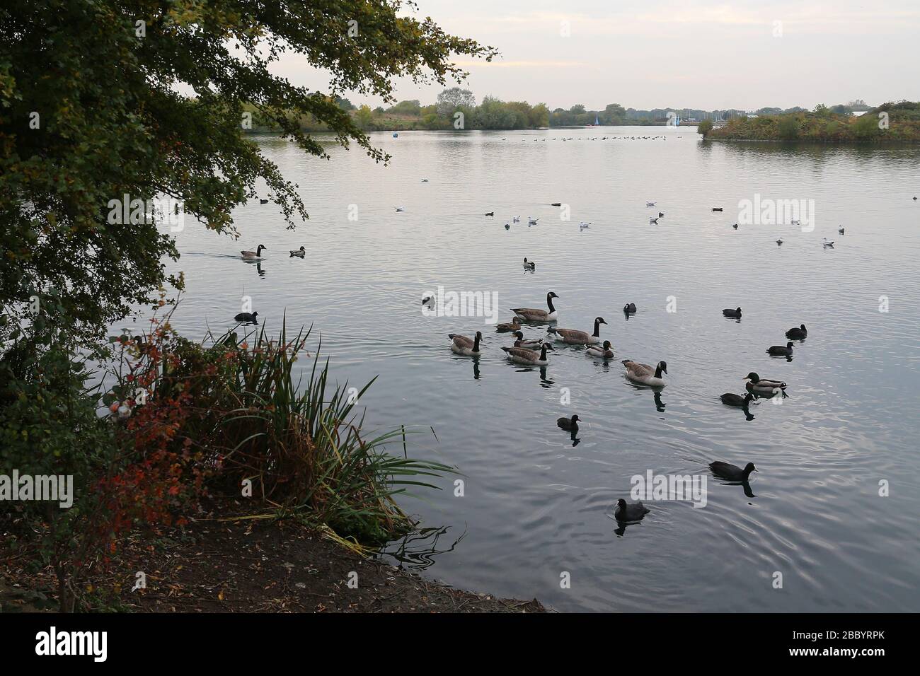 Vue générale sur le lac. Parc du comté de Fairlop Waters, Barkingside, Londres Borough of Redbridge Banque D'Images