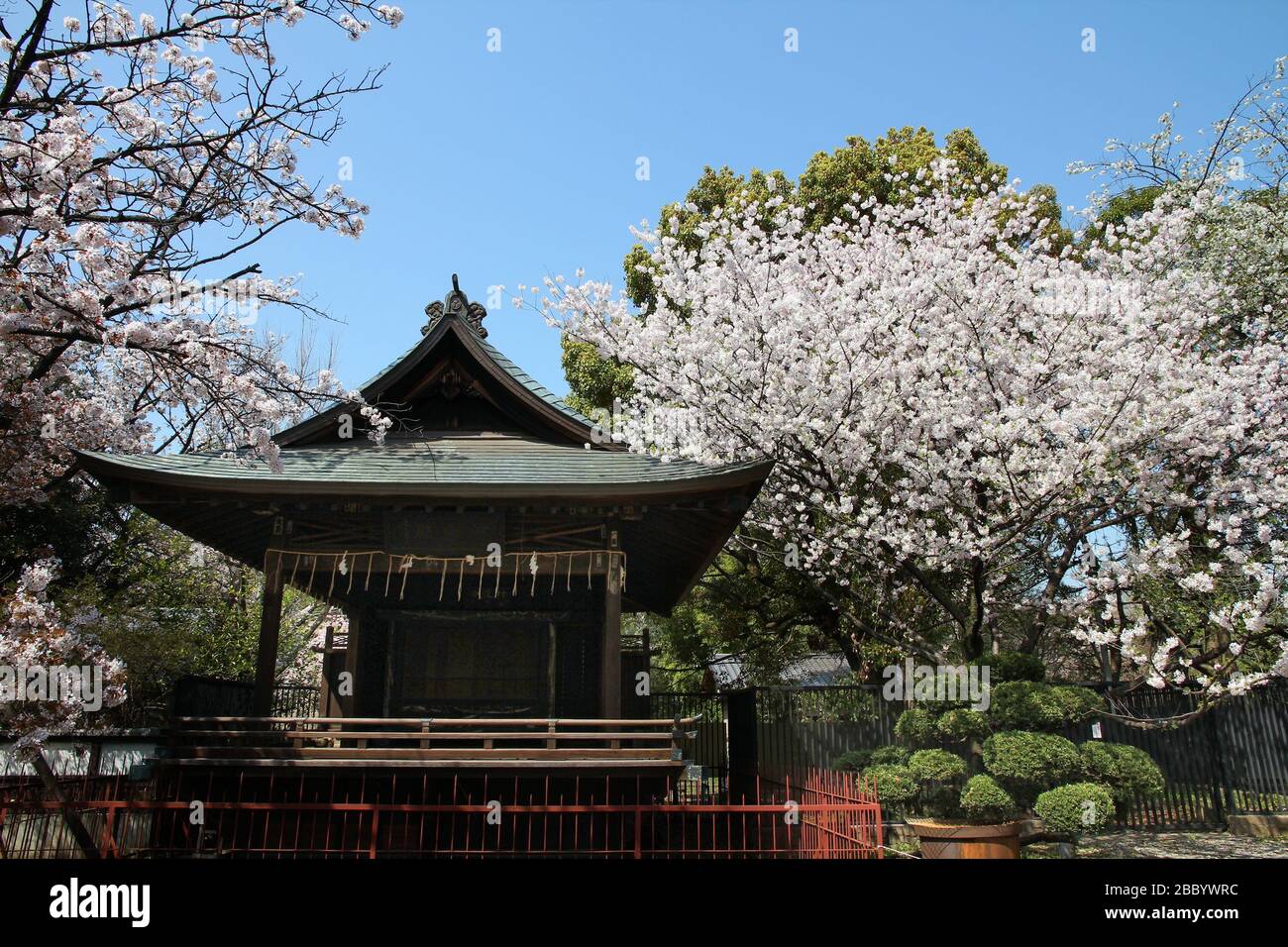 Heure de printemps Ueno Park. Cerisiers en fleurs à Tokyo, Japon. Cerisiers en fleurs blancs. Banque D'Images