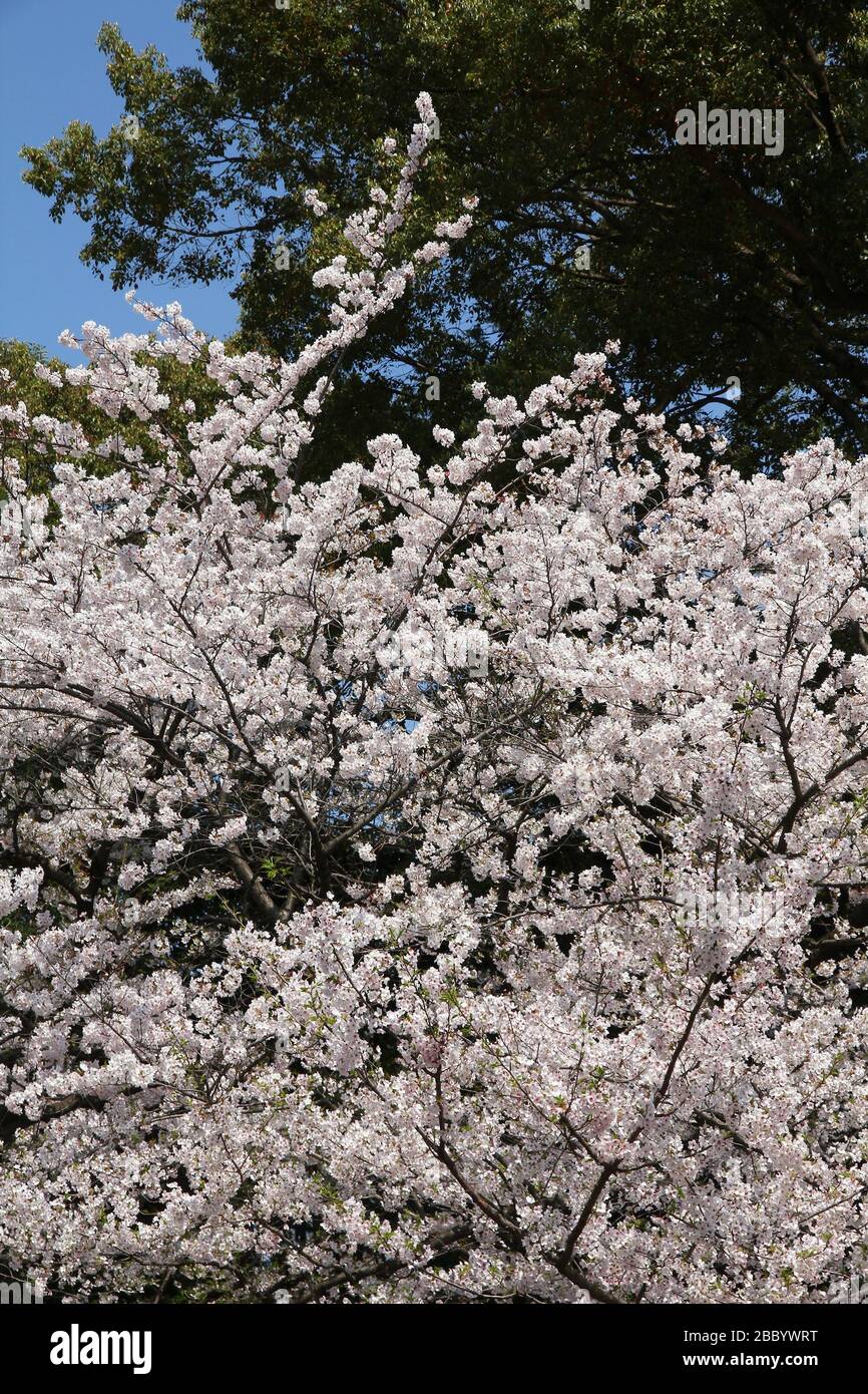 Le parc Ueno au printemps. Les fleurs de cerisier à Tokyo, Japon. Sakura blanc. Banque D'Images